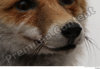  Red fox mouth nose 0002.jpg